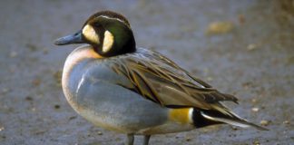 Чирок-клоктун Чирок-клоктун