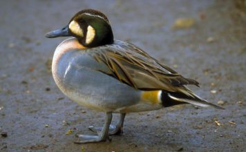 Чирок-клоктун