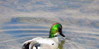 Касатка Птица Касатка