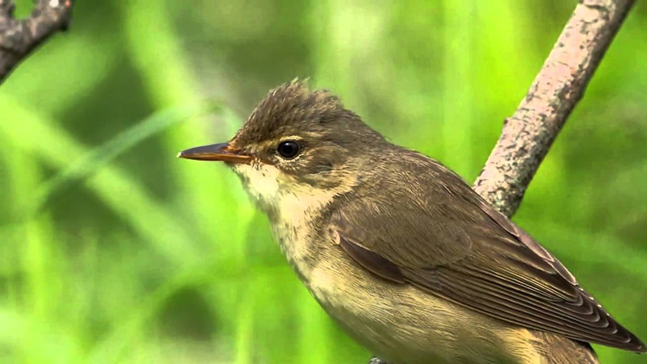 Болотная камышовка Птицы Санкт-Петербурга