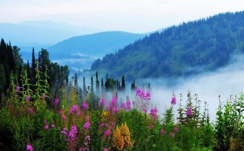 Птицы Сибири