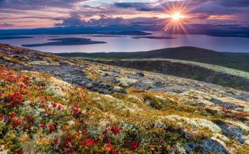 Птицы Мурманской области