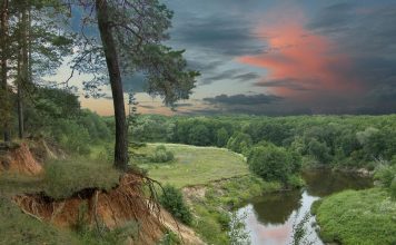 Птицы Пензенской области
