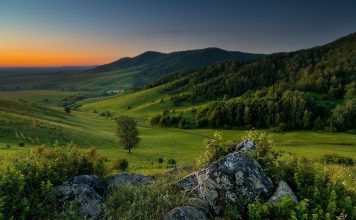 Грибы Алтайского края