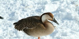 Сухонос сухонос