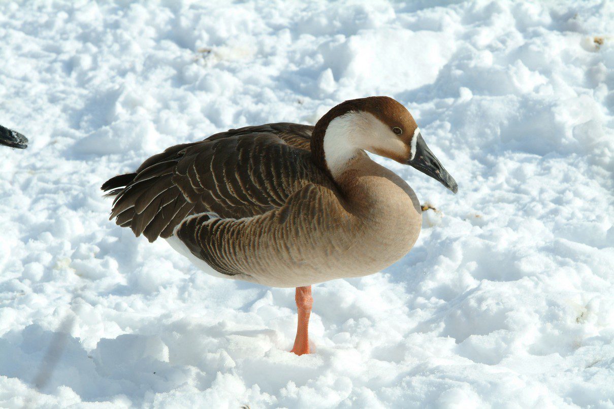 Сухонос сухонос