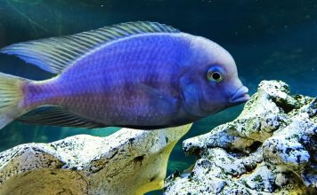 Голубой дельфин