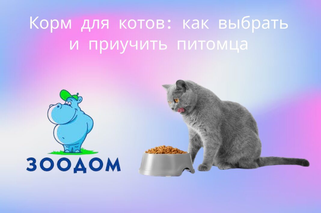 Сухой корм для кошек: как правильно выбрать и приучить к новому вашего питомца советы от Зоодом