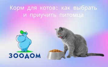 Сухой корм для кошек: как правильно выбрать и приучить к новому вашего питомца советы от Зоодом