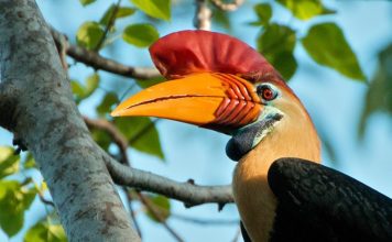 Птица-носорог