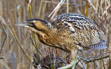 Большая выпь (птица бугай)