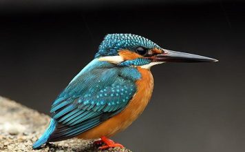 Зимородок обыкновенный