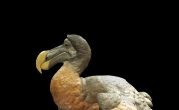 Маврикийский дронт или додо