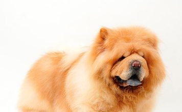 Пушистые собаки с длинной шерстью