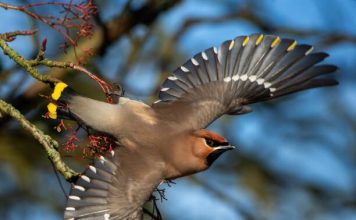 Зимующие птицы