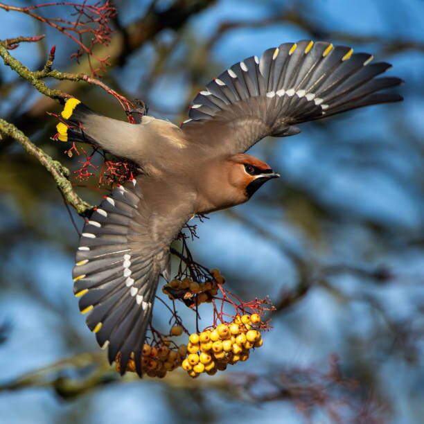 Зимующие птицы