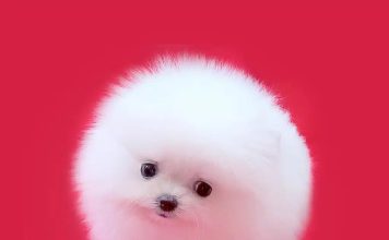 Маленькие породы собак