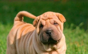 Средние породы собак