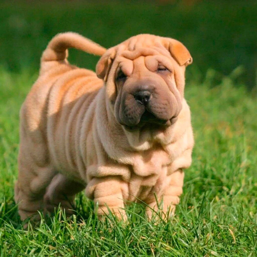 Средние породы собак