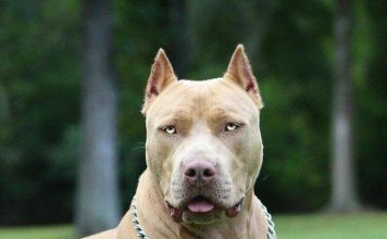 Большие породы собак