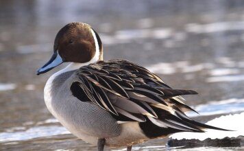 Водоплавающие птицы Украины