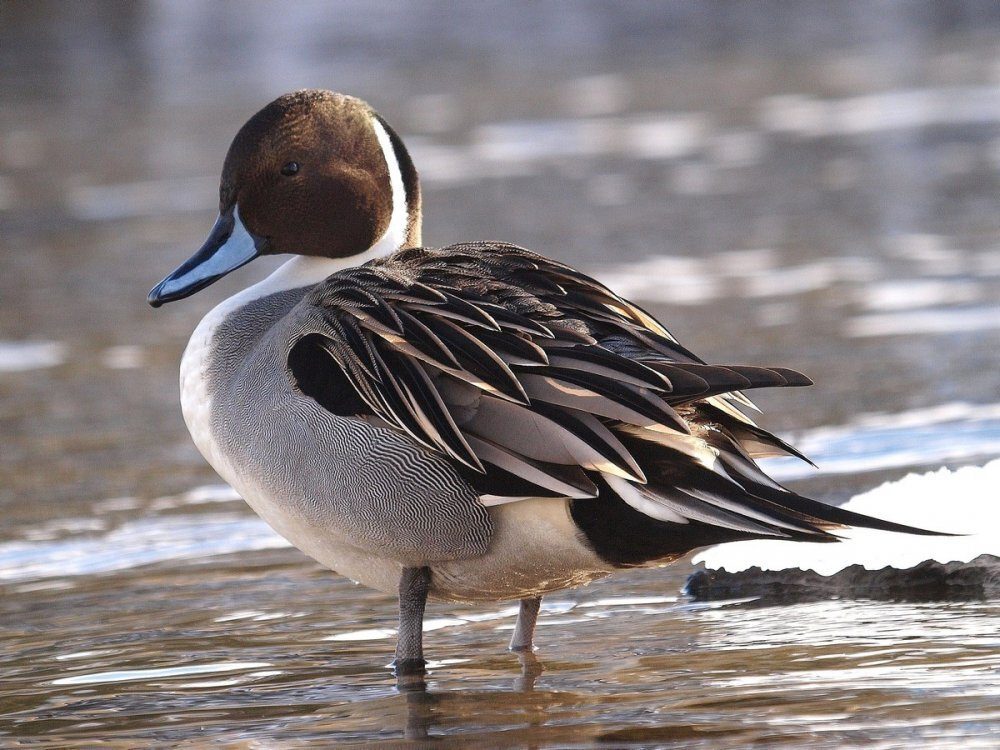 Водоплавающие птицы Украины
