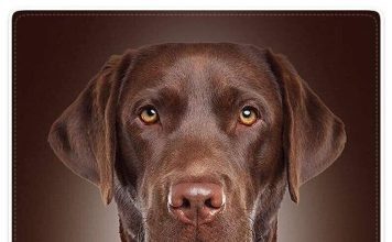 Гладкошерстные собаки