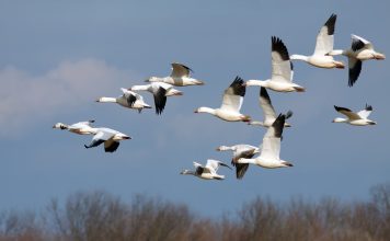 Перелетные птицы Украины