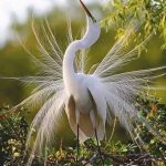 Птицы Красной книги Казахстана