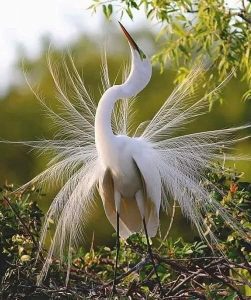 Птицы Красной книги Казахстана