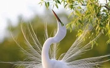 Птицы Красной книги Казахстана