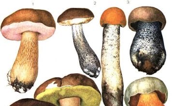 Съедобные грибы Казахстана