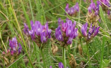 Астрагал датский