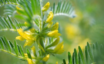 Астрагал перепончатый