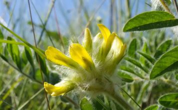 Астрагал шерстистоцветковый