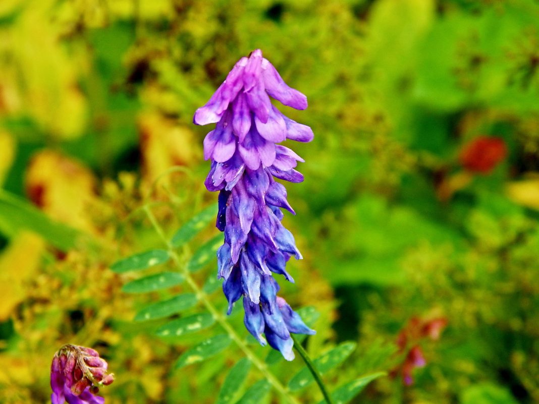 Мышиный горошек (Вязель)