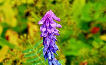 Мышиный горошек (Вязель)