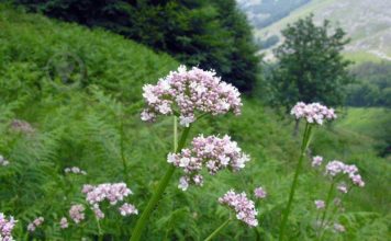 Валерьяна лекарственная