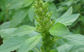 Амарант колосистый