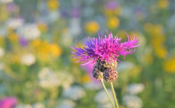 Василек луговой