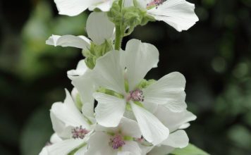 Алтей лекарственный