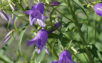 Бубенчик лилиелистный