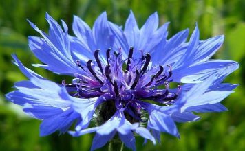 Василек синий