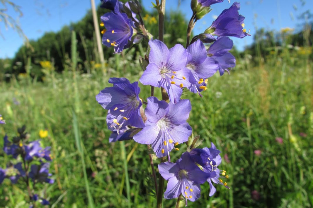 Герань луговая