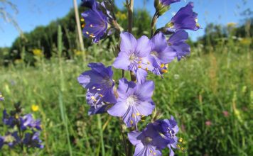 Герань луговая