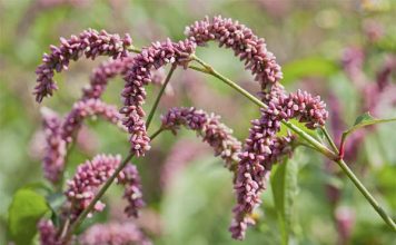 Горец перечный