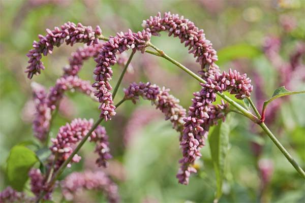 Горец перечный