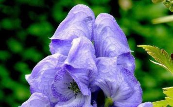 Аконит джунгарский (борец джунгарский)