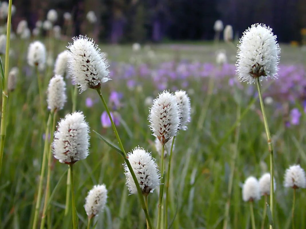 Горец змеиный