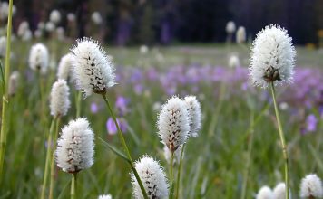 Горец змеиный